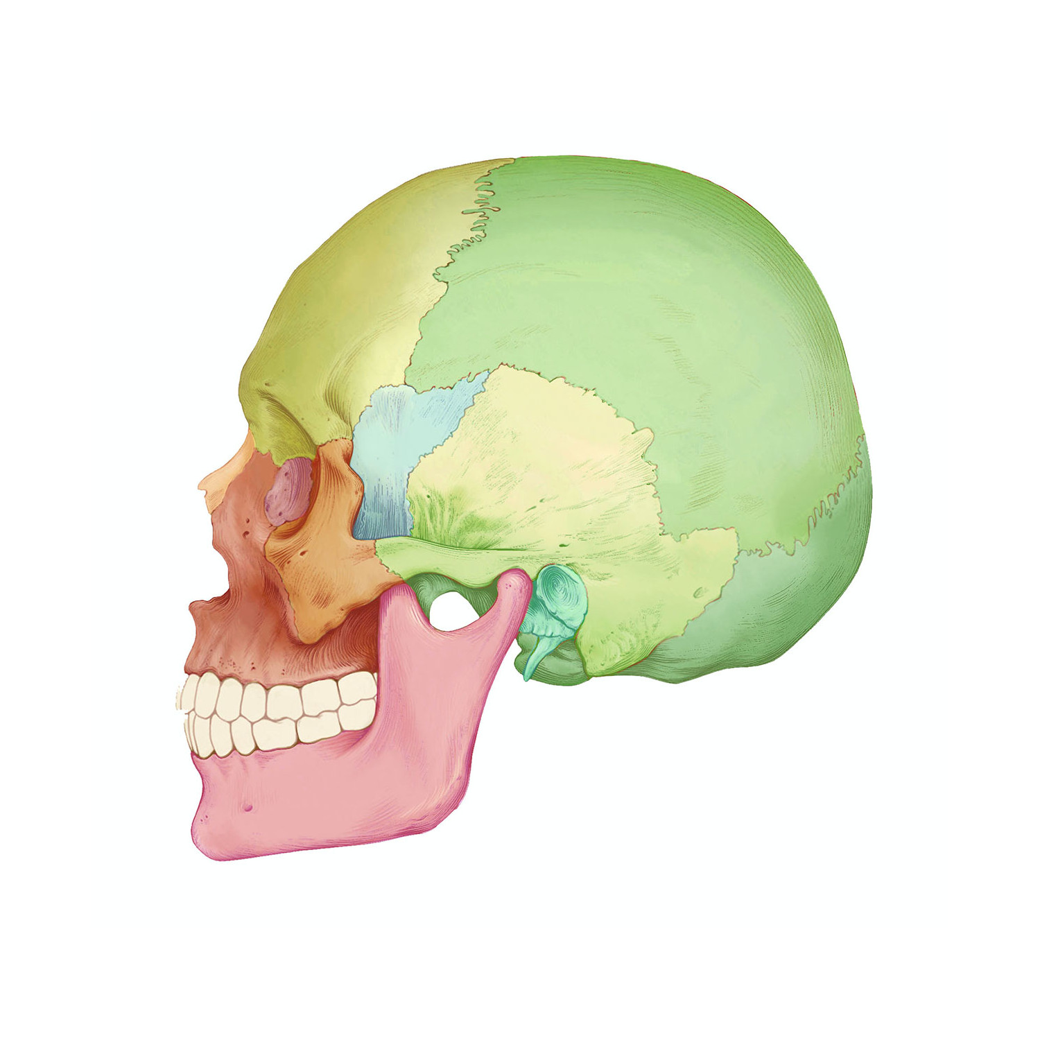 Memo Anatomie