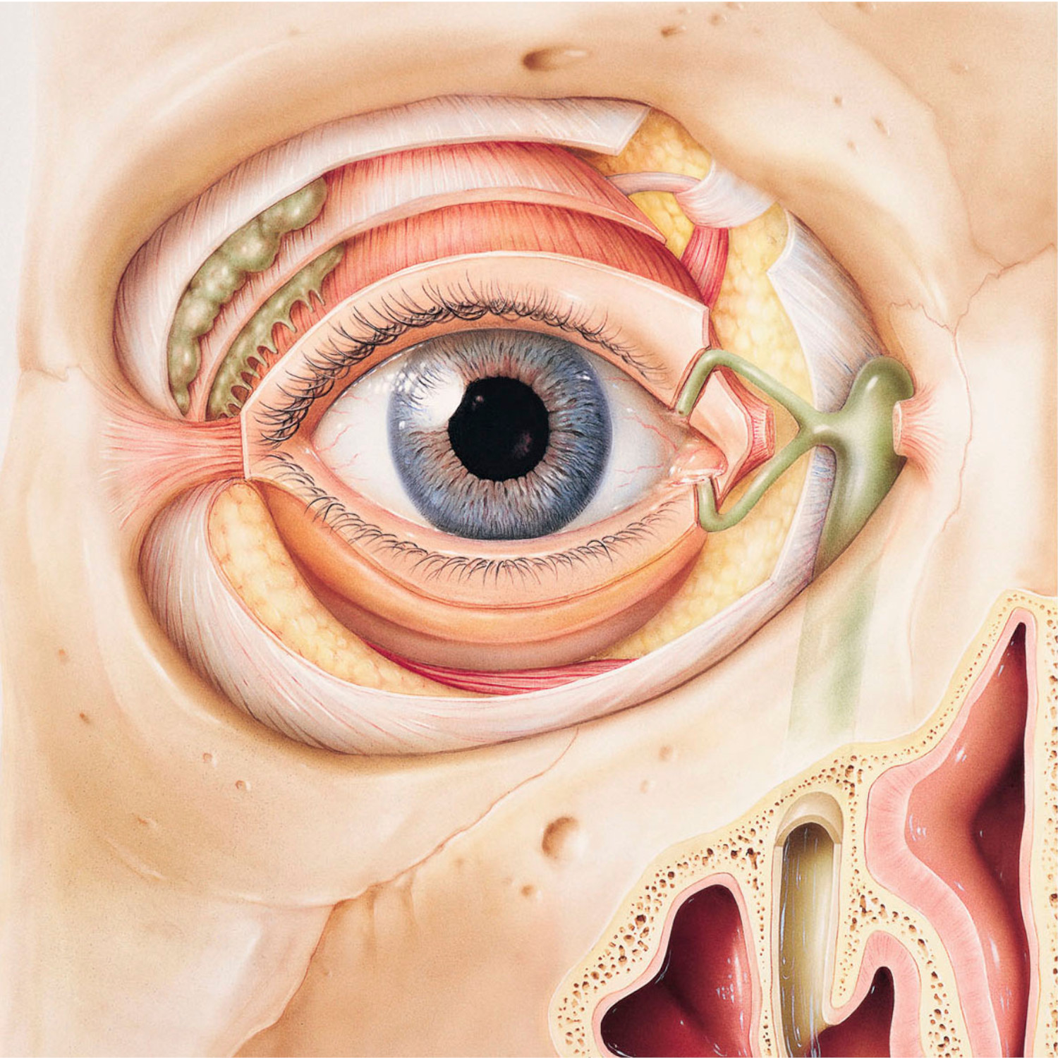 Memo Anatomie