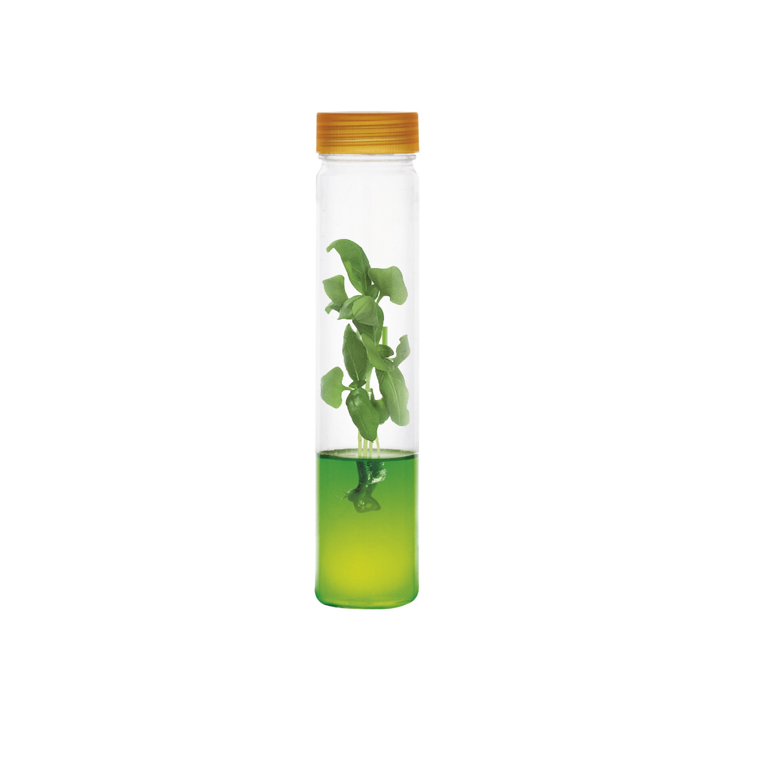 Plantarium Tomate