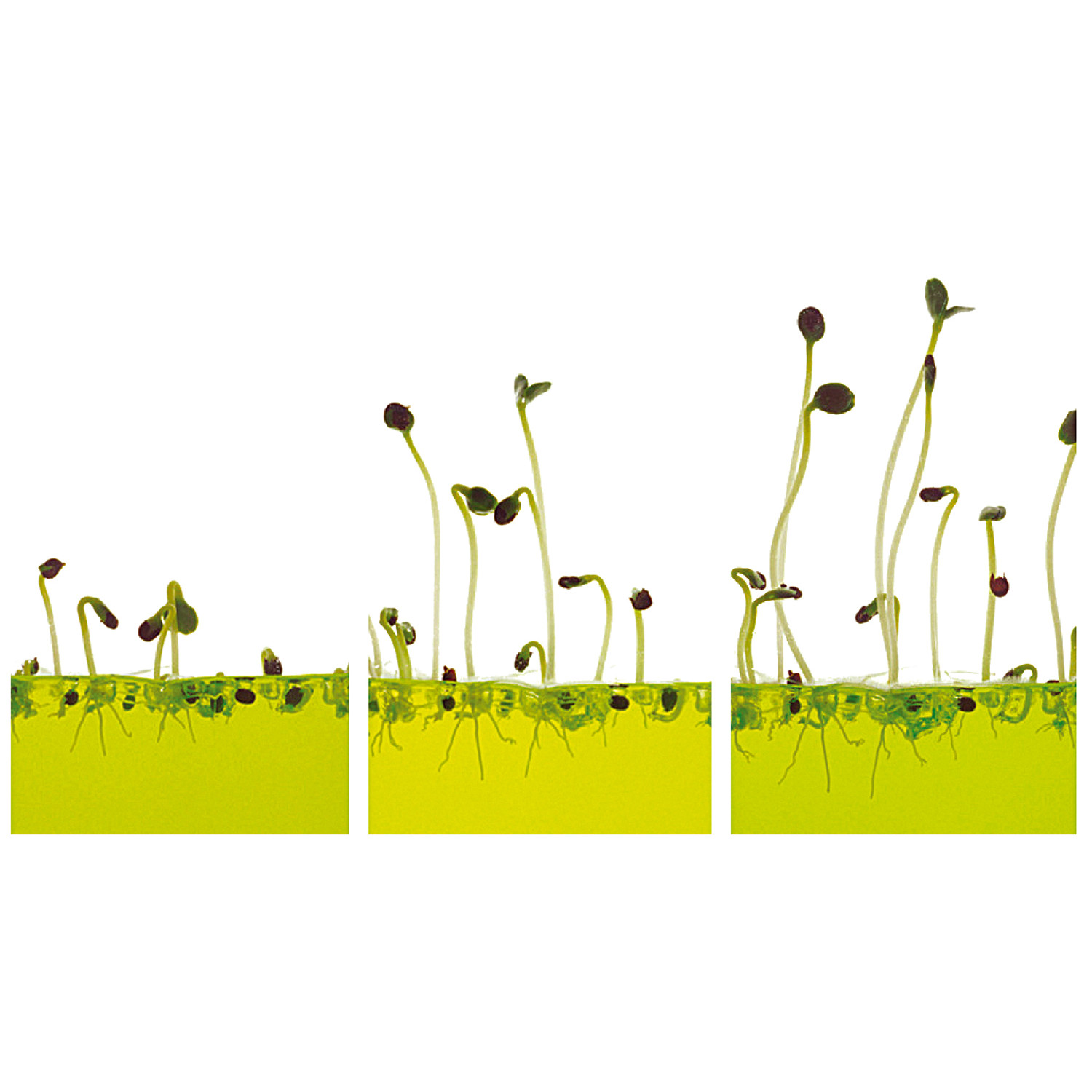 Plantarium Garten LAB 