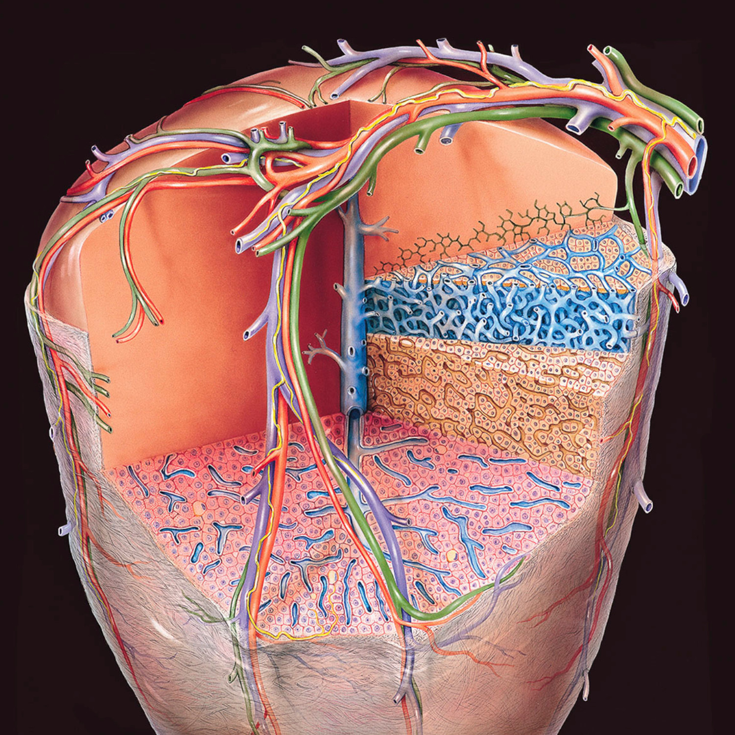 Memo Anatomie