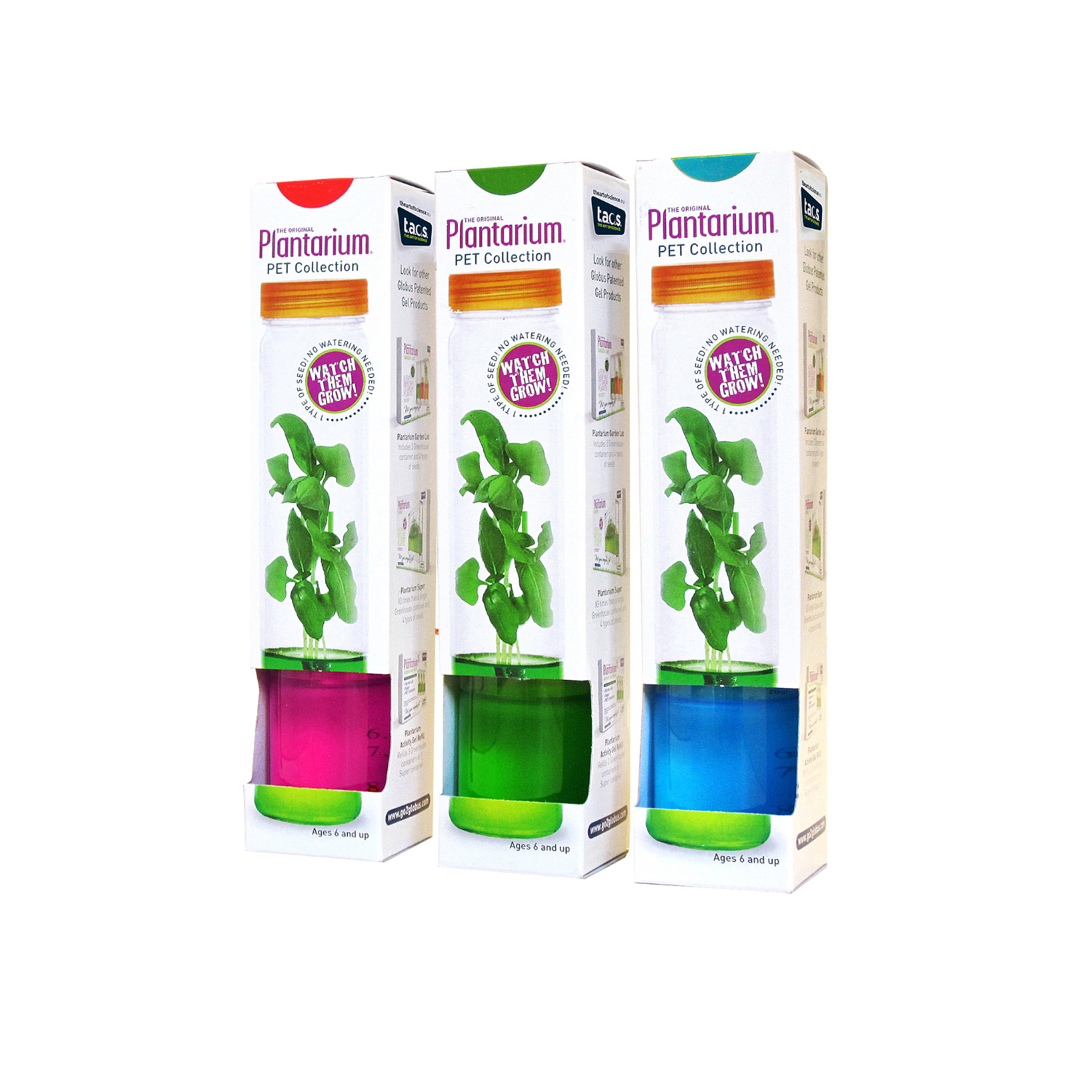 Plantarium Sonnenblume 