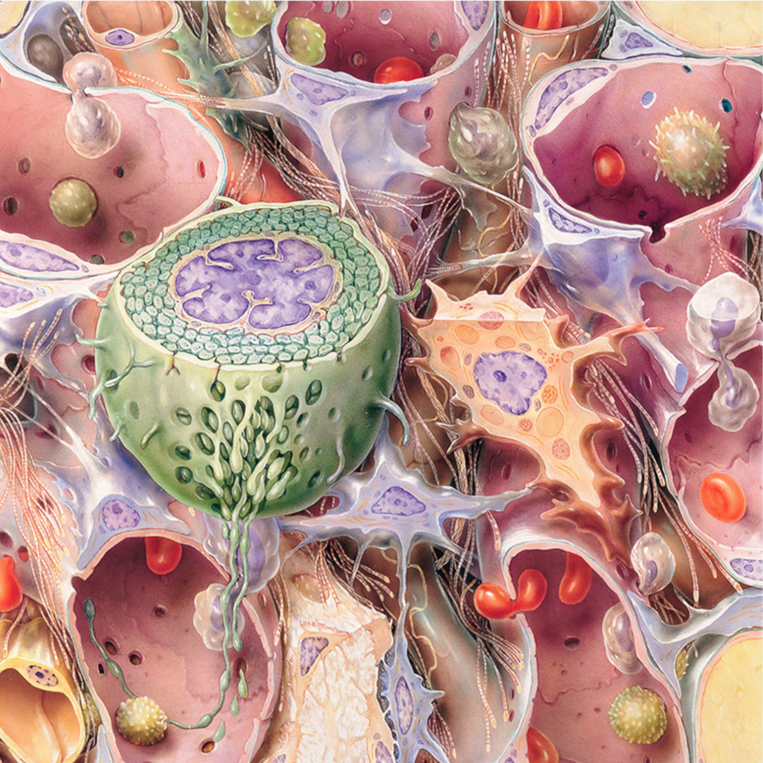 Memo Anatomie