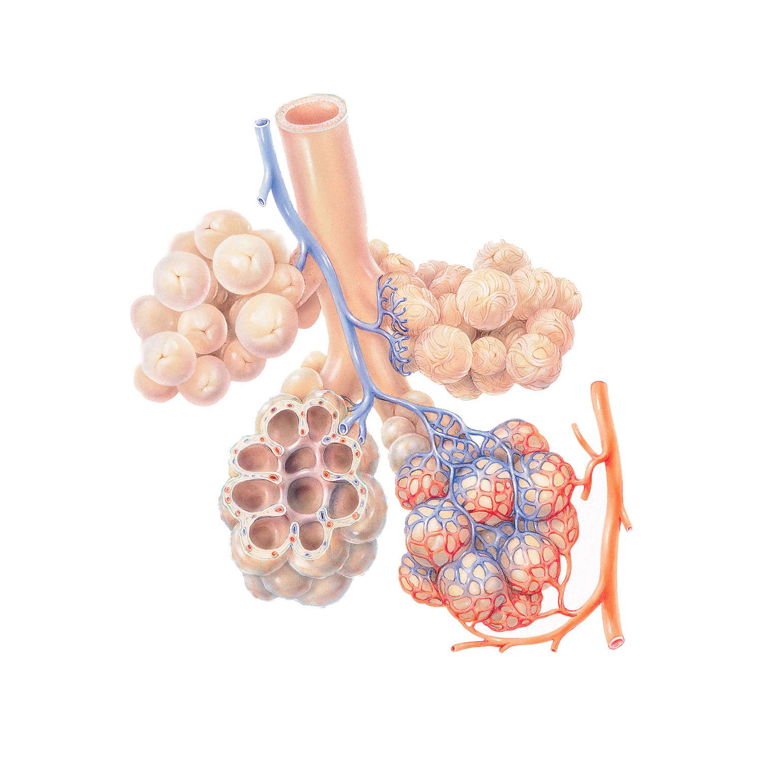 Memo Anatomie